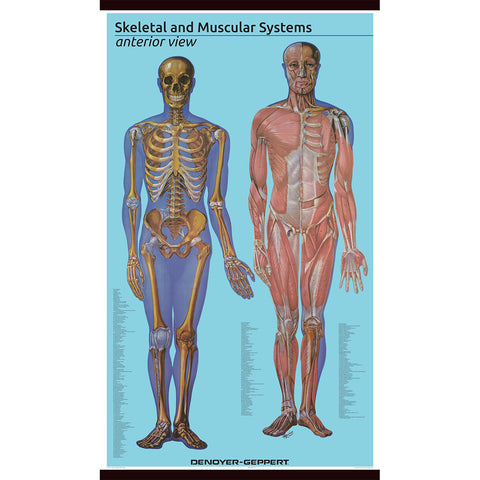 1581-10 Giant Anterior view of the Skeletal and Muscular System