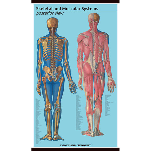 1582-10 Giant Posterior view Skeletal and Muscular System