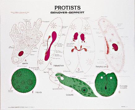 1881-10  Protists, mounted