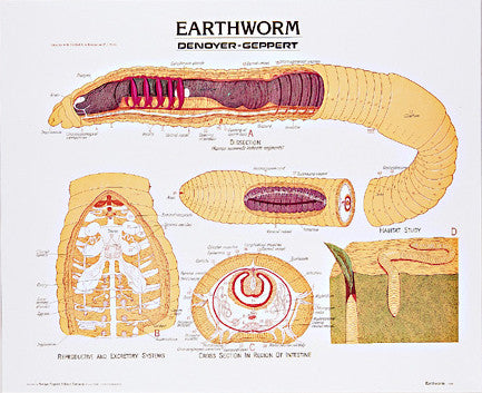 1884-10  Earthworm mounted