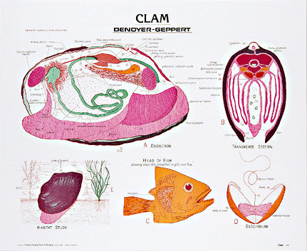 1888-01 Clam unmounted