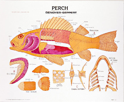 1889-01 Perch unmounted