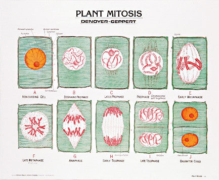1893-01 Plant Mitosis Poster Unmounted