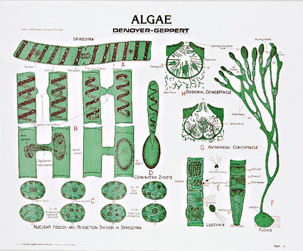 1894-10  Green and Brown Algae mounted