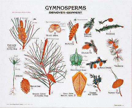 1899-10  Gymnosperms