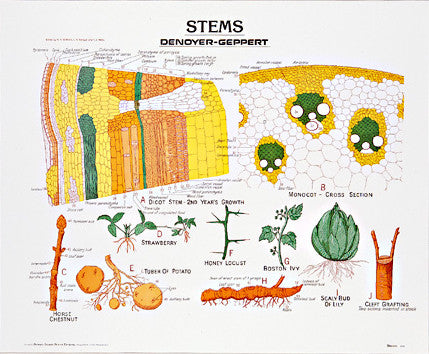 1902-01 Stems Chart, unmounted