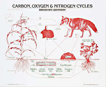 1906-10 Carbon, Oxygen, and Nitrogen Cycles, mounted