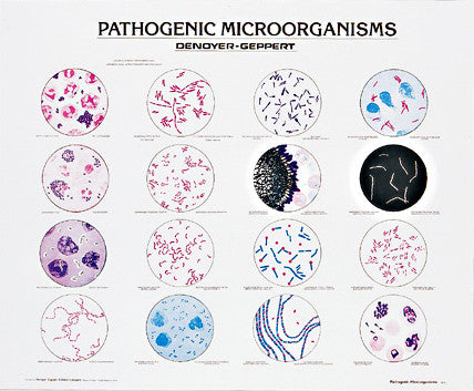1910-10 Pathogenic Microorganisms mounted