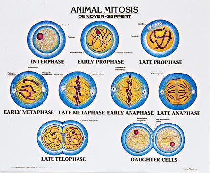 1912-10 Animal Mitosis mounted
