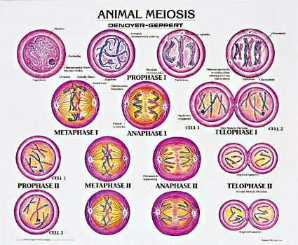 1913-01 Animal Meiosis unmounted