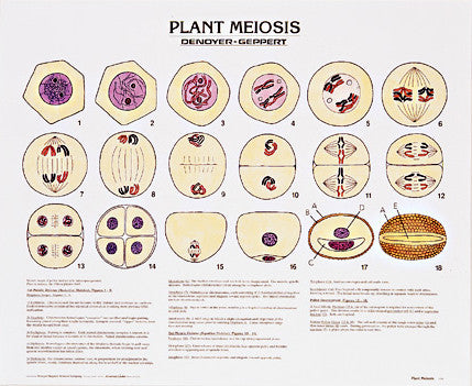 1915-10 Plant Meiosis Poster Mounted