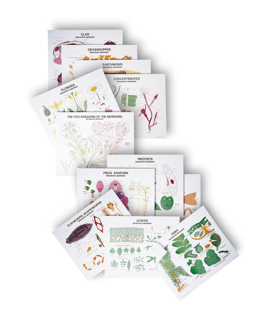 1996-41 Basic Biology 20 Chart Set with tripod stand – Denoyer-Geppert  Science Company