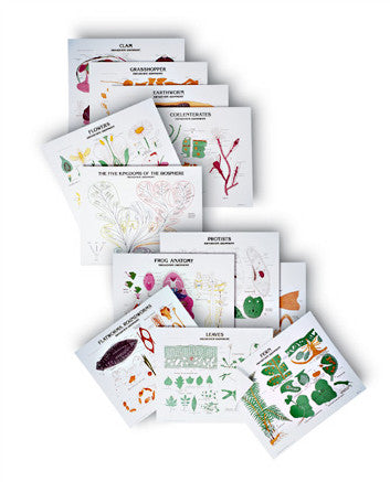 1990-41 Complete Biology Series of 35 charts with stand