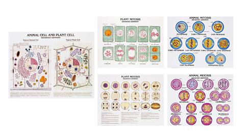 1993-32 Cell Structure and Cell Division Chart Set of 5 roller mount