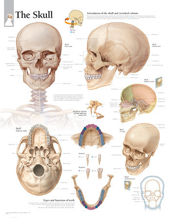 2006-08 The Skull