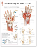 SB37PL-SET Class Pack 3 Painted and Labeled Hand Skeleton and chart