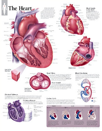 2900-SET Basic Anatomy Chart Set of 4