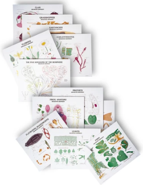 1994-41 Zoology Chart -21 chart set with tripod stand