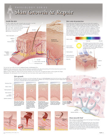 Skin Growth and Repair Poster
