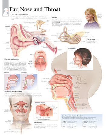 2357-08 Ear, Nose, & Throat