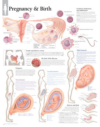 2501-08 Pregnancy and Birth