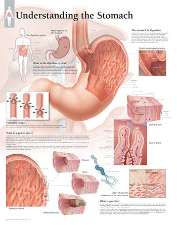 2553-08 Understanding the Stomach