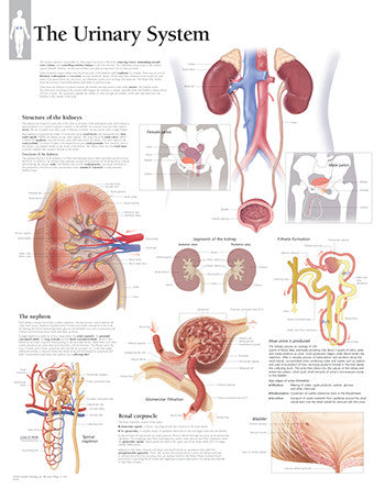 2600-08 The Urinary System