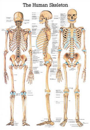 3003P-08 The Human Skeleton