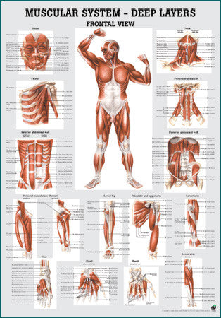 3036P-08 Muscular System, Deep Layers, Front View