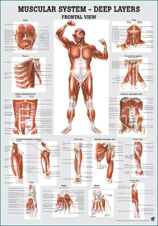 3036P-08 Muscular System, Deep Layers, Front View