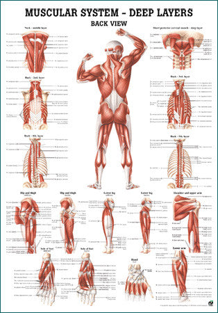 3037P-08 Muscular System, Deep Layers, Rear