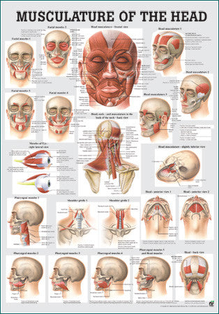 3047P-08 Muscles of the Head