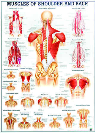 3050P-08 Musculature of Shoulder and Back