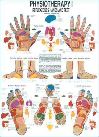 3091P-08 Reflex Zones of Hands and Feet