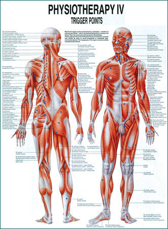 3094P-08 Trigger Points