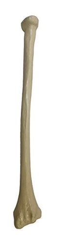 SB33-S Plastic Human Left Radius Bone