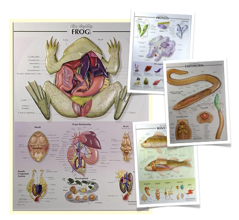 7500-40 Zoology Poster Set of 4 - laminated