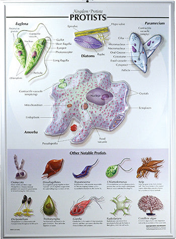 7505-RR Protists Poster - Raised Relief