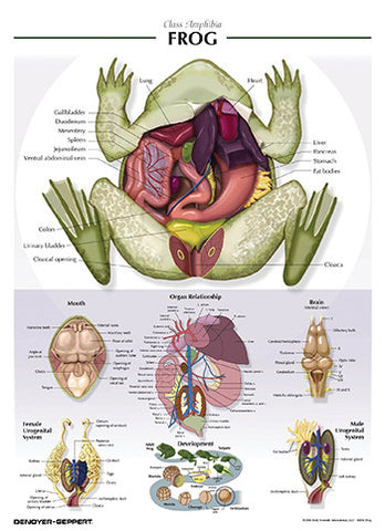 7506-08  Frog Poster