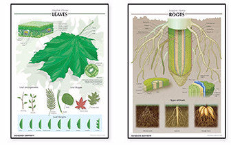 7515-40 Botany Poster Set
