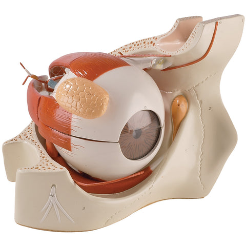 Giant Eye in Bony Orbit Model