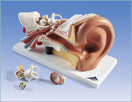 A310 Classic Ear