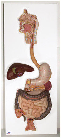 A321  Classic Digestive System