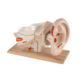 Deluxe Ear - closed