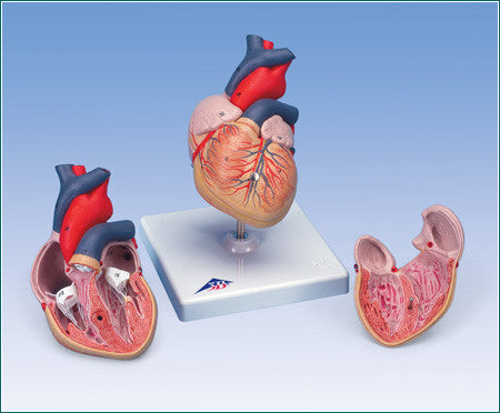 A380  Classic Heart, Student Size