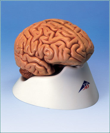 A418 Brain