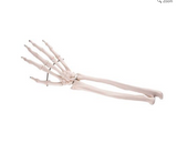 0975-41R Right Hand with portion of Ulna and Radius