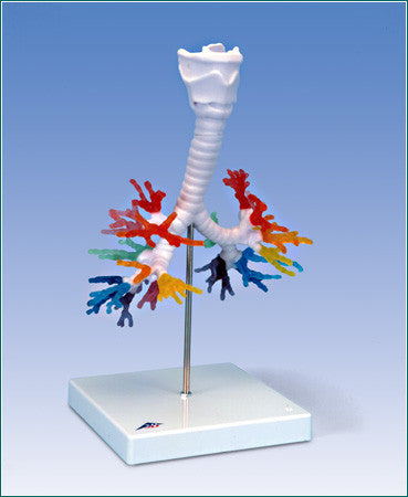 A423  Color-coded Bronchial Tree with larynx