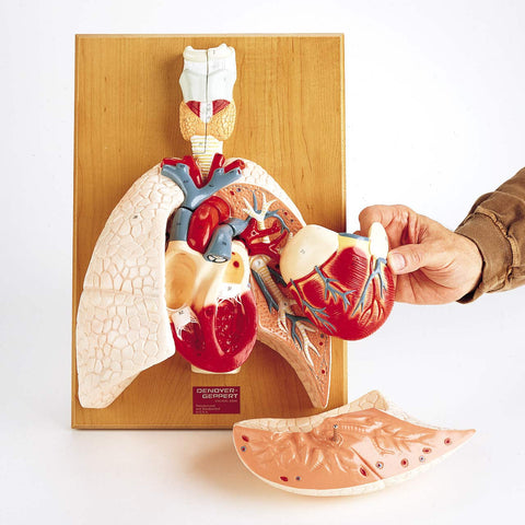 Cardiopulmonary plaque model