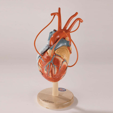 Heart Model showing CABG